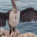 Dora * Opatija